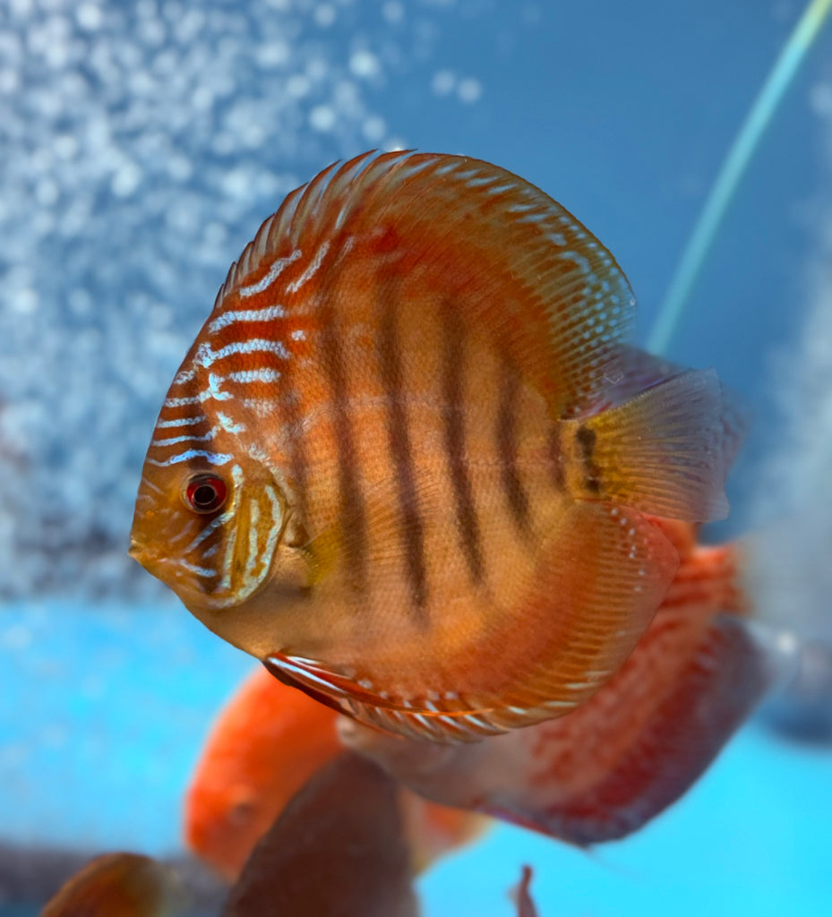 Ica Red Wild Cross w/Heckel Gene Discus