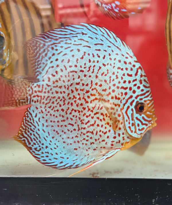 Blue Leopard Discus
