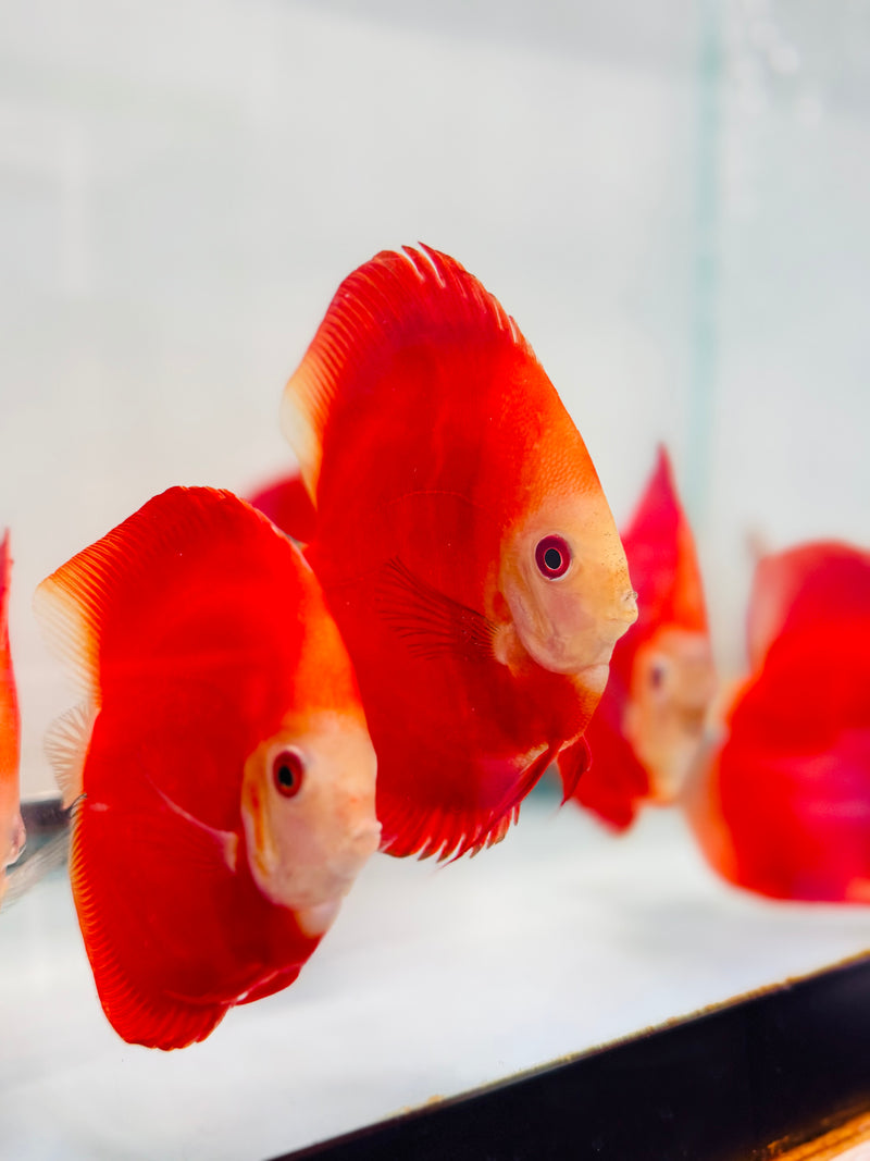 Royal Ruby Red Discus