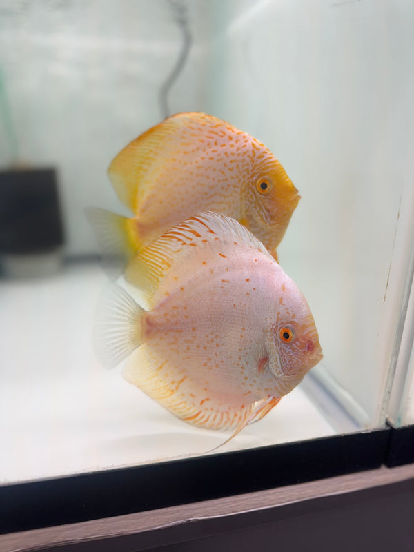 White Scorpion X Golden Spotted Discus Potential Pair