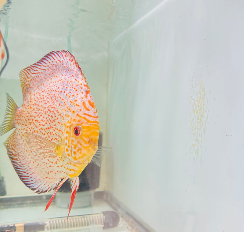 Spotted Pigeon X White Leopard Discus Potential Pair