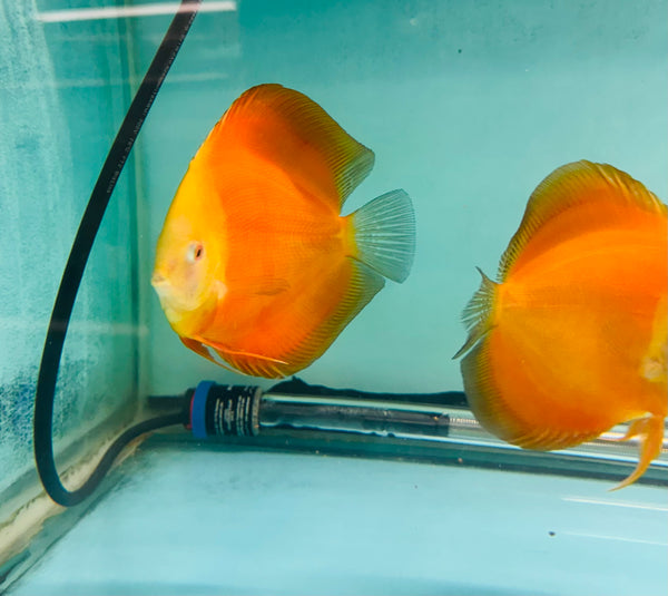 Golden Knight Discus Potential Pair