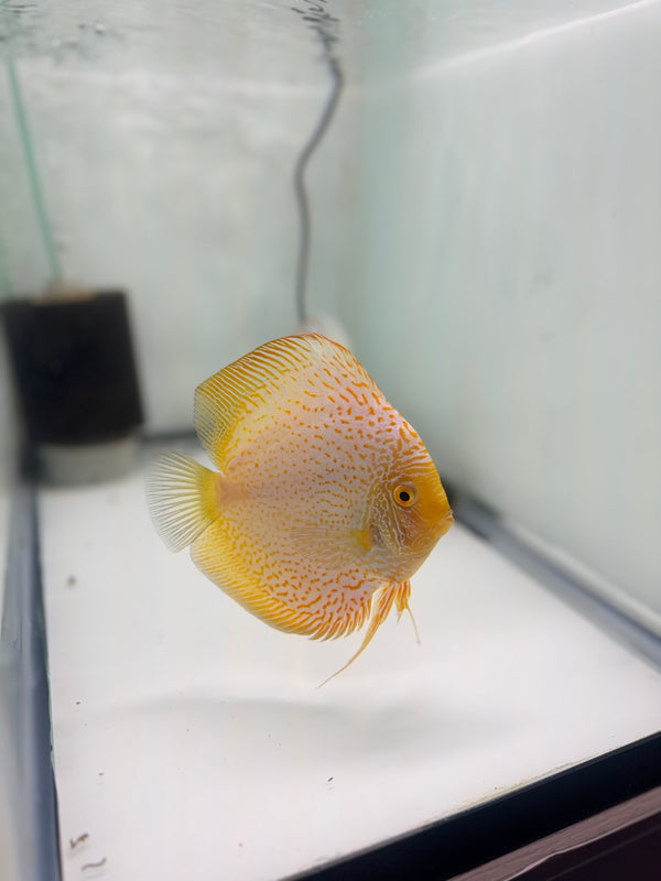 White Scorpion X Golden Spotted Discus Potential Pair