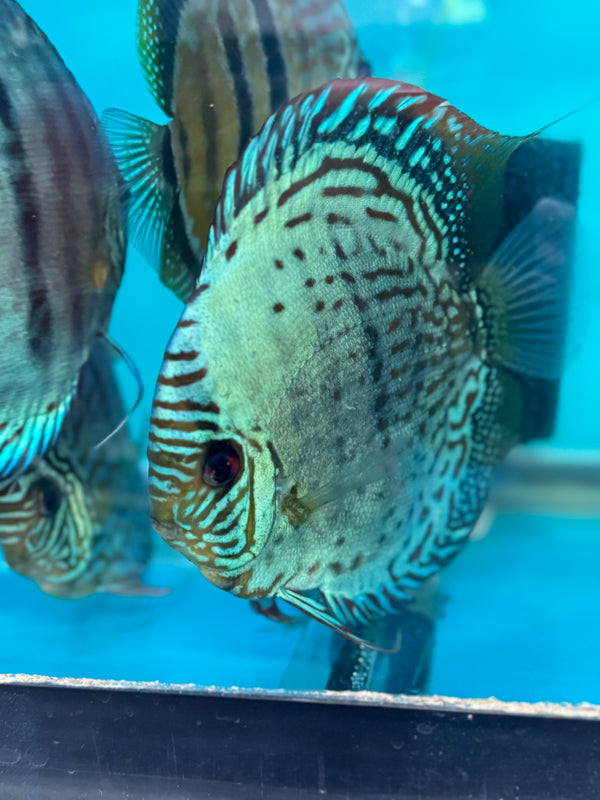 Green Nhamunda Heckel Cross Discus