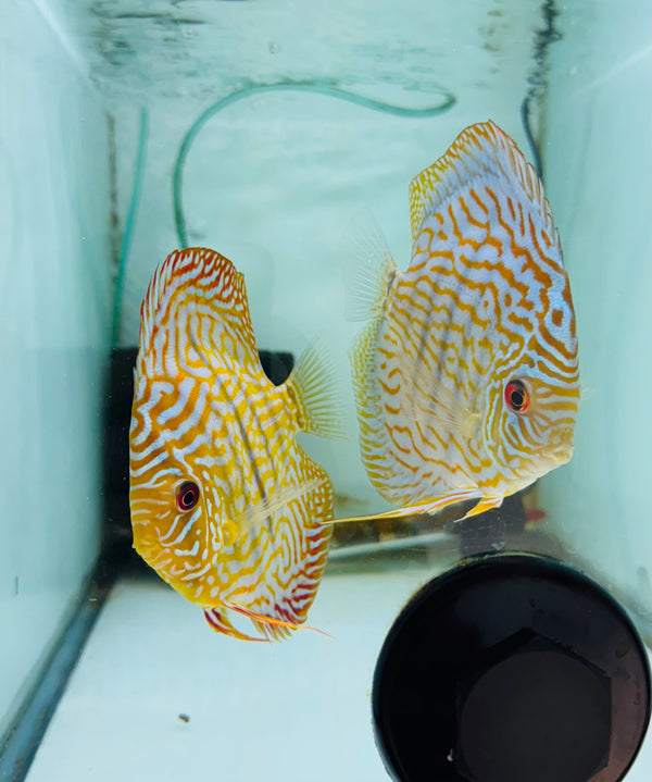 Blue Flora X Altum Flora Discus Potential Pair