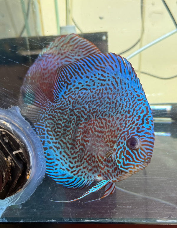 King Viper Discus Potential Pair