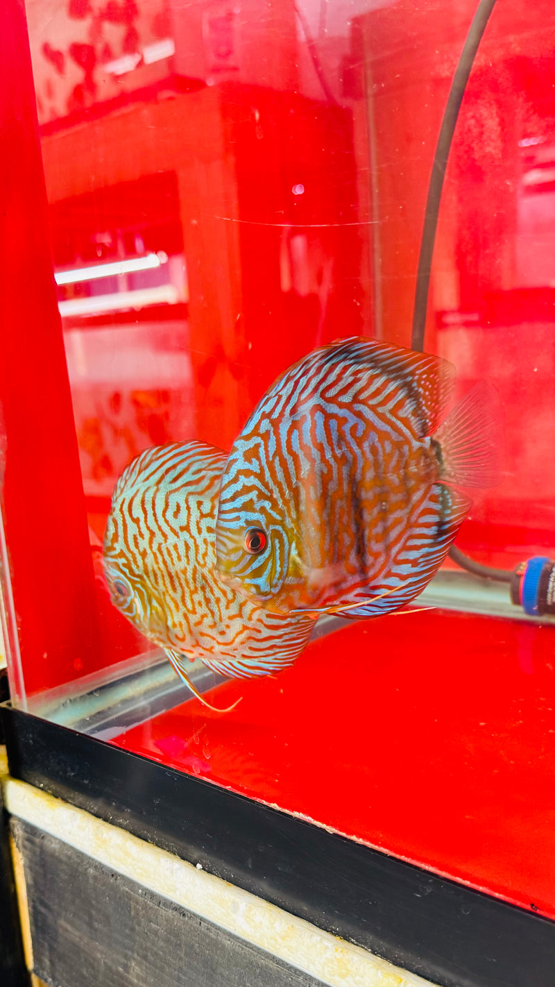 Blue Tiger Carnation Discus Potential Pair