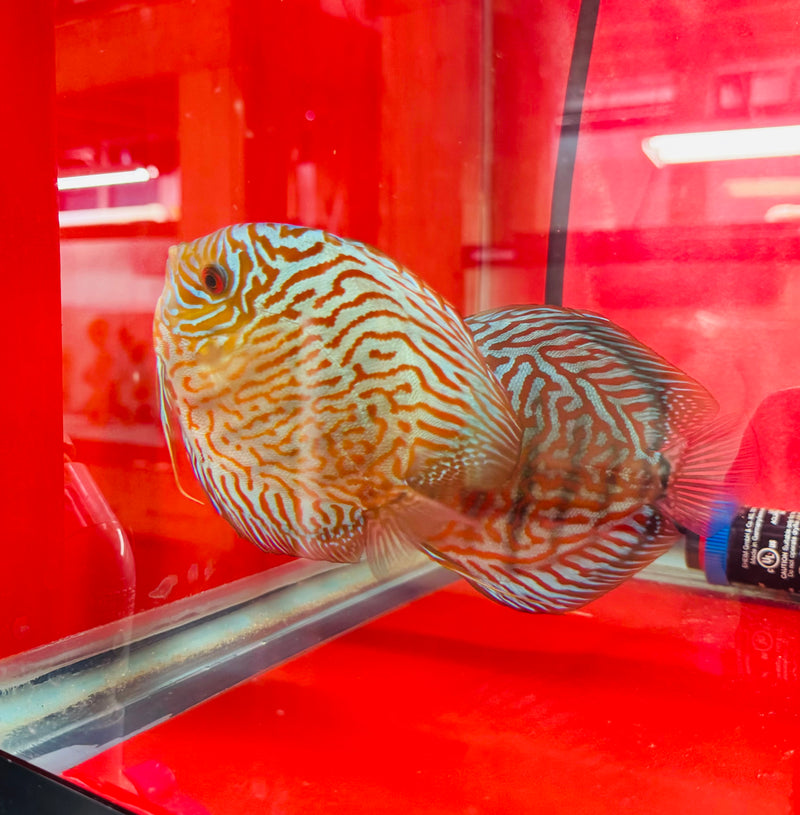 Blue Tiger Carnation Discus Potential Pair