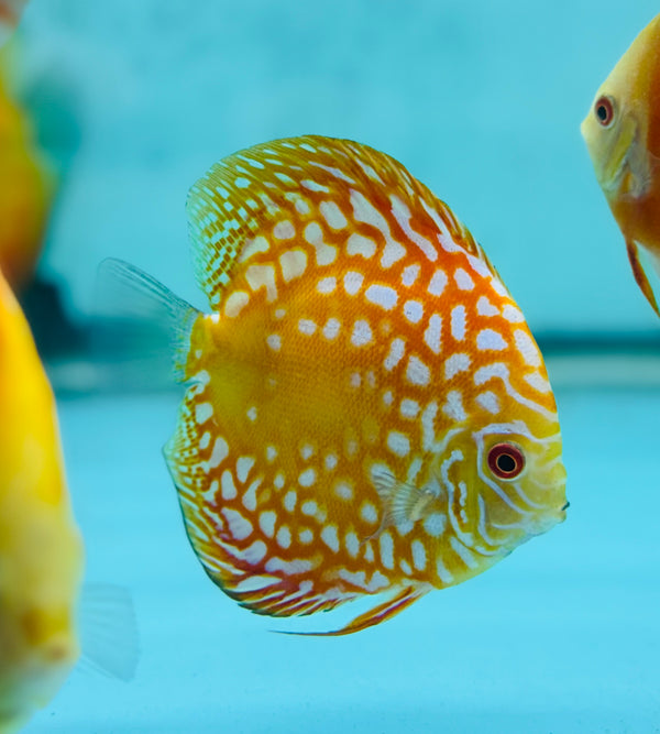 Orange Panda Discus