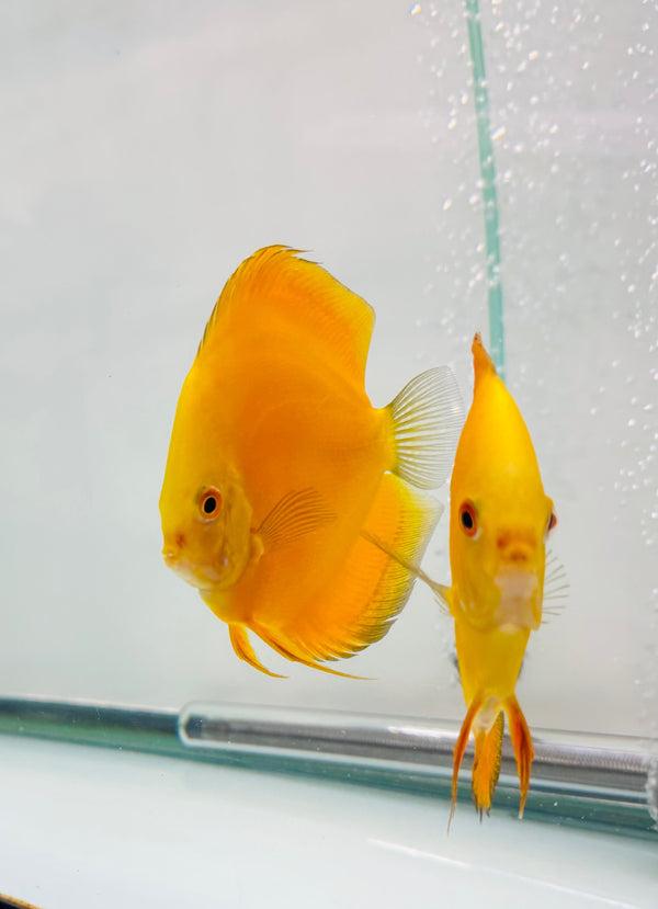 Millennium Gold Discus