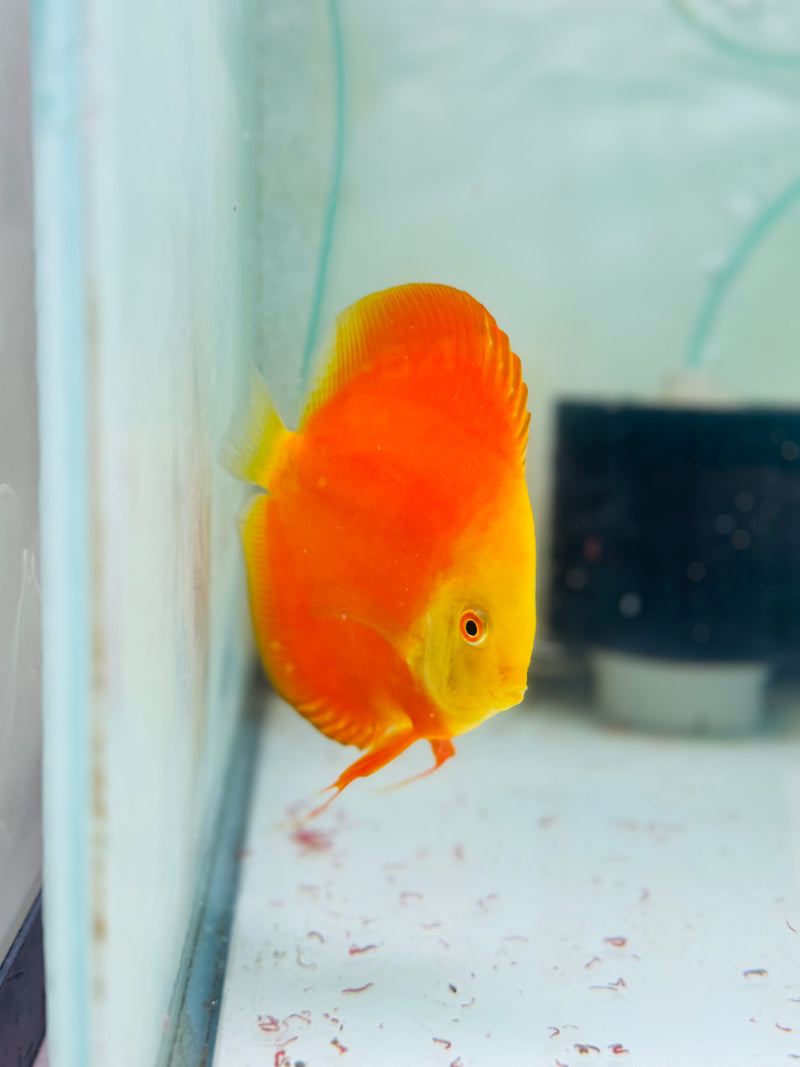 Red Golden Diamond X Golden Knight Discus Potential Pair