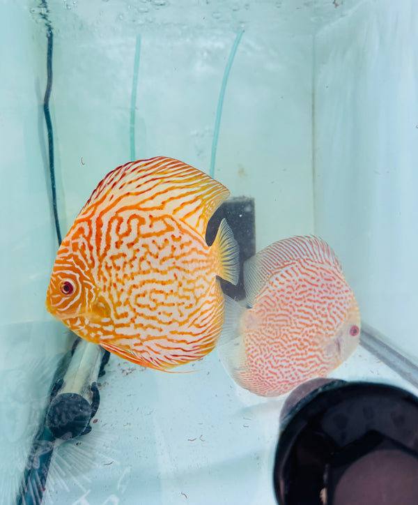 Albino Dragon X Spotted Pigeon Discus Potential Pair