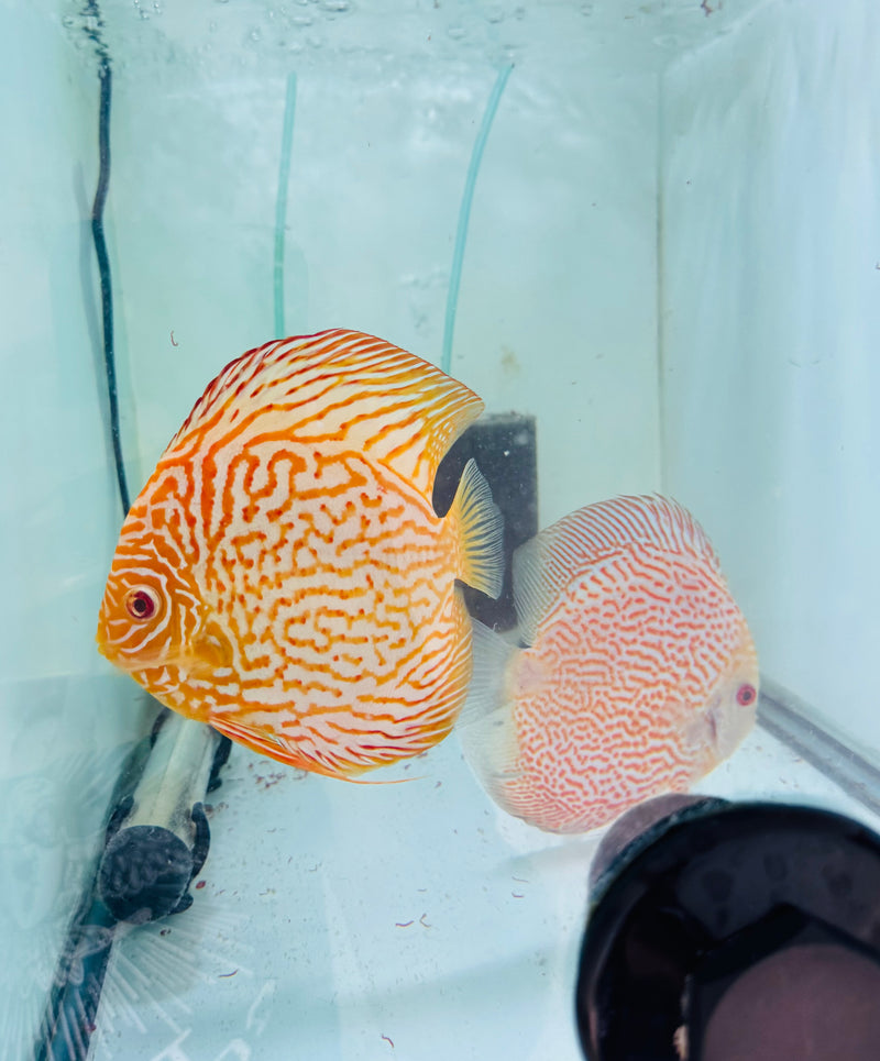 Albino Dragon X Spotted Pigeon Discus Potential Pair