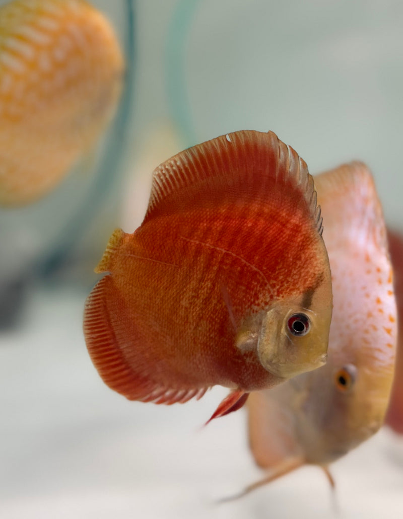 Majestic Red Star Snakeskin Discus