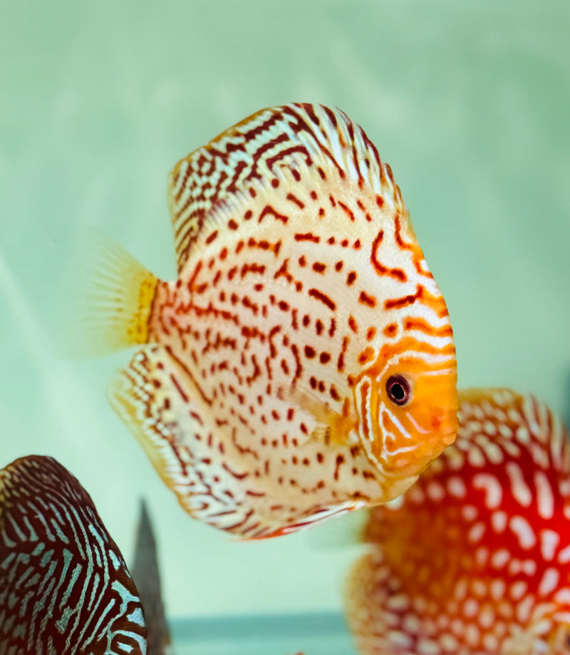 White Spotted Leopard Discus