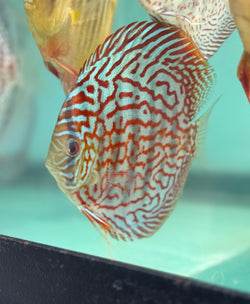 Ring Turquoise Discus