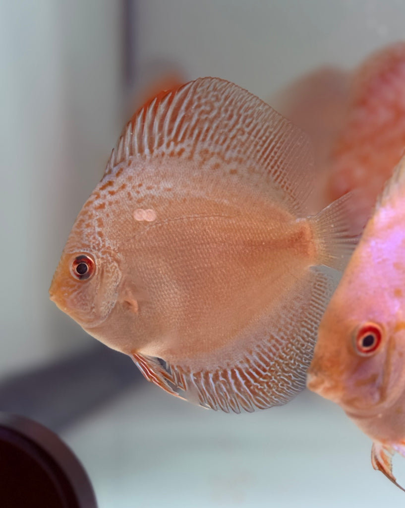Scorpion Panthera Discus