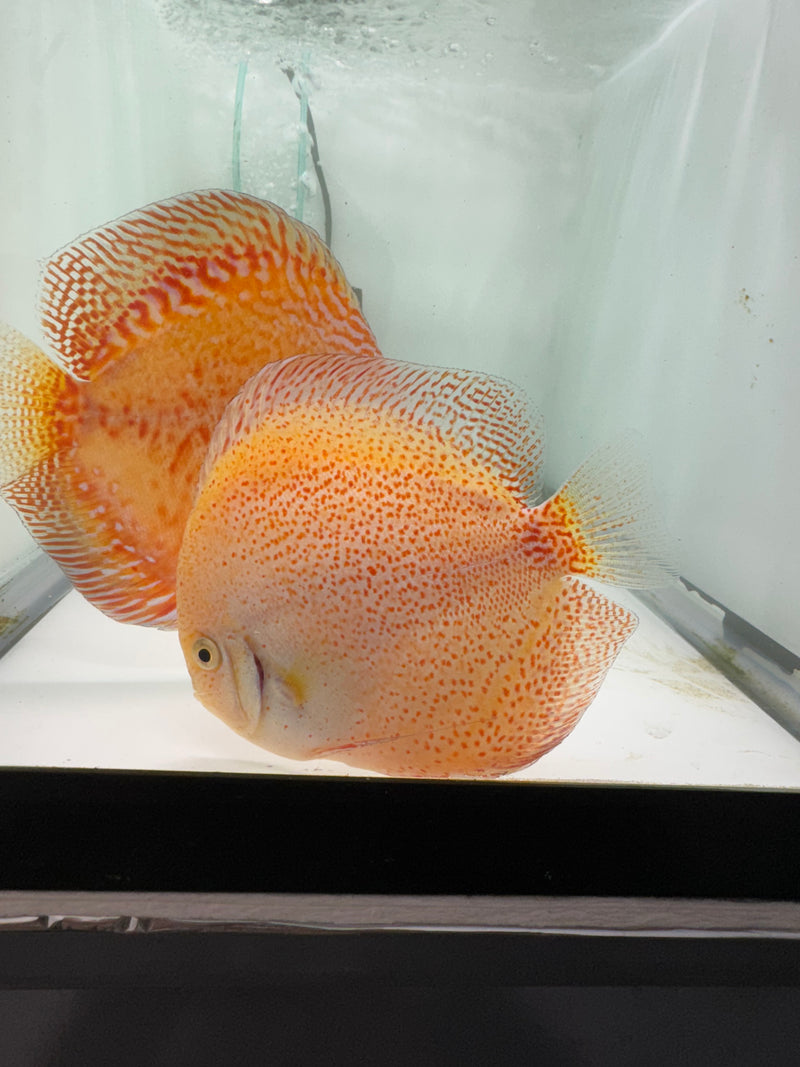 Moonstone X Snow Panthera Discus Proven Pair