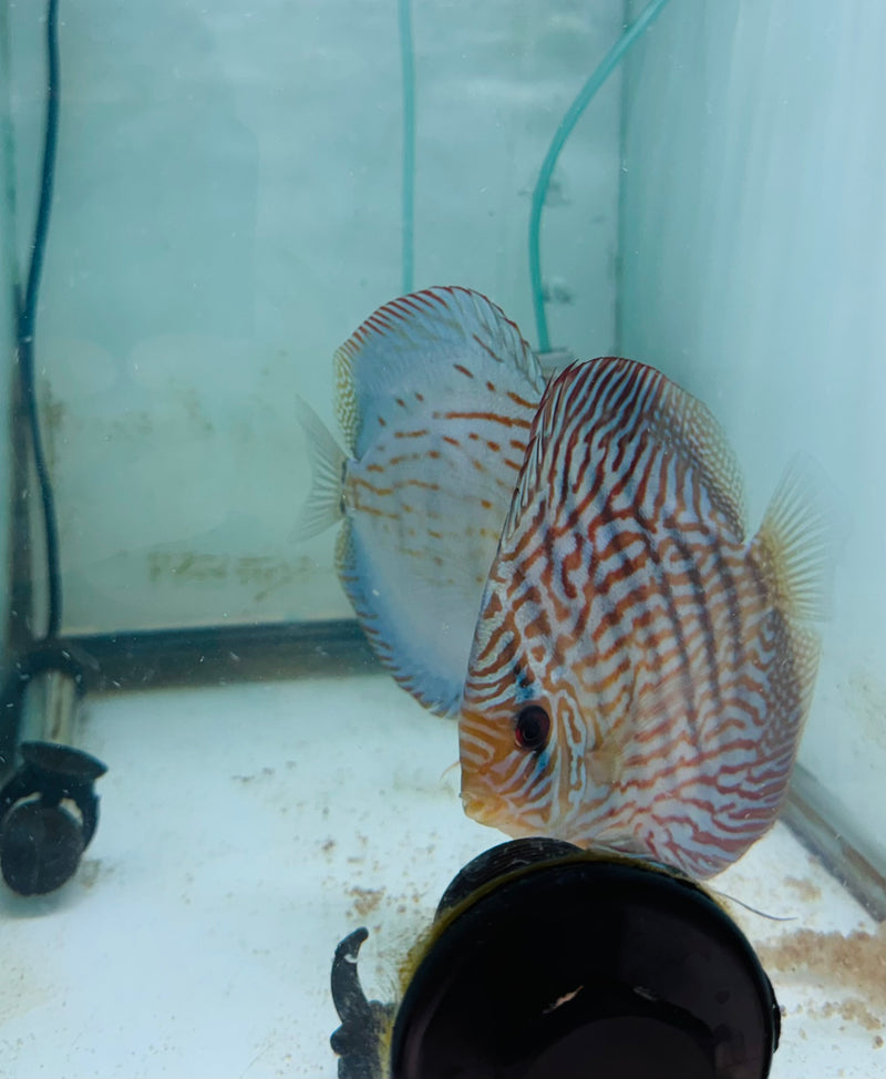 Royal Blue X Royal Flora Discus Potential Pair