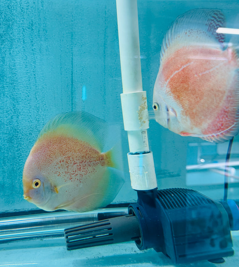 Snow Leopard Discus Potential Pair