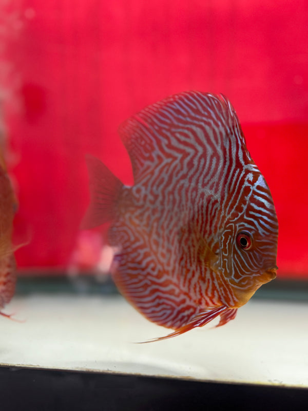 Super Red Bamboo Cobra Discus Potential Pair