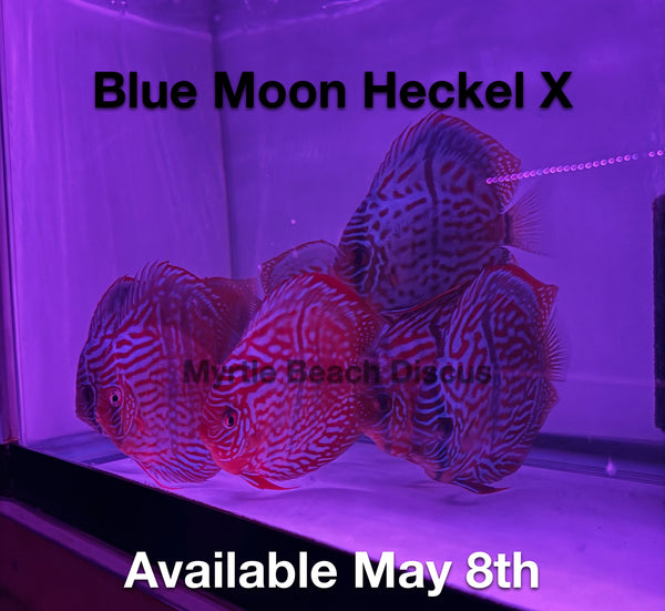 Blue Moon Heckel X