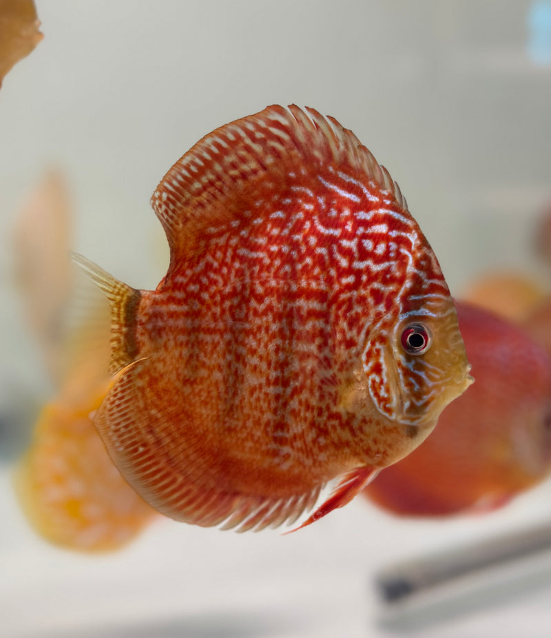 Majestic Red Star Discus