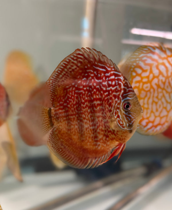 Majestic Red Star Discus