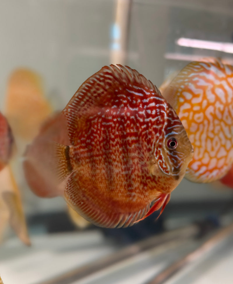 Majestic Red Star Discus