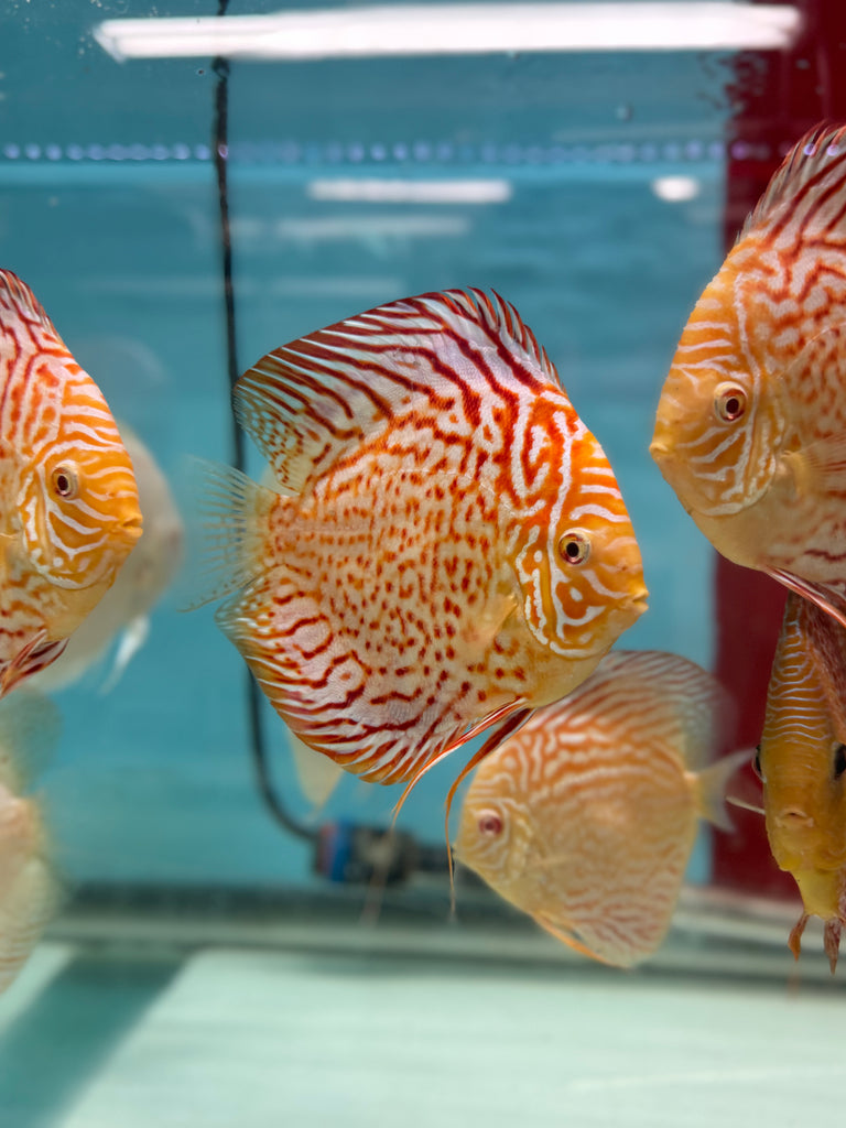 Albino Red Dragon Discus