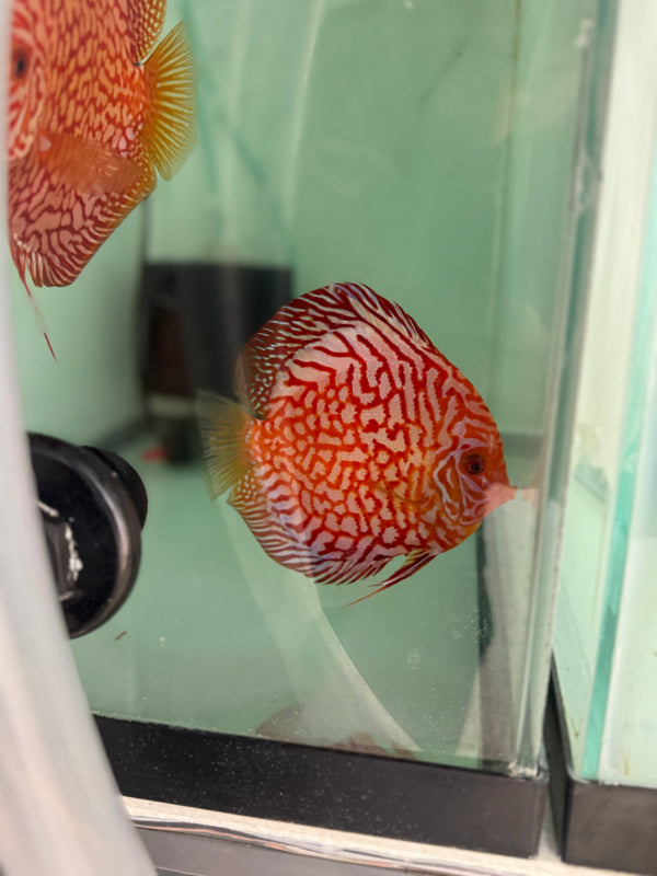 Blood Eagle Discus Potential Pair