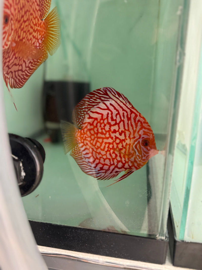 Blood Eagle Discus Potential Pair