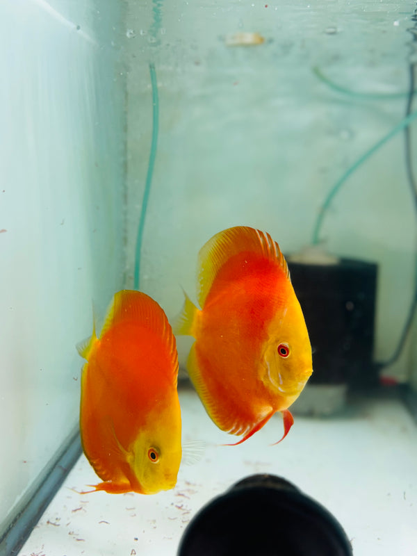 Red Golden Diamond X Golden Knight Discus Potential Pair