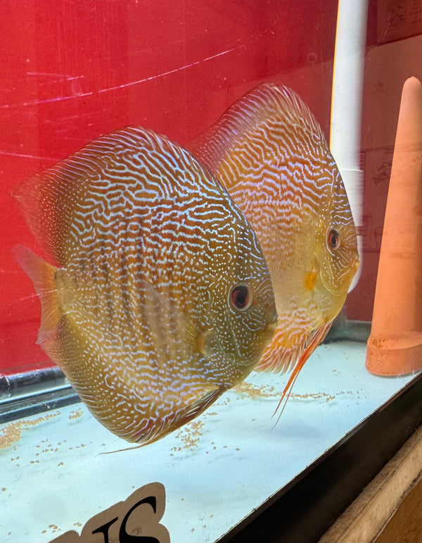 Red & Green Snakeskin Discus Potential Pair(Tony Tan/IP Discus)