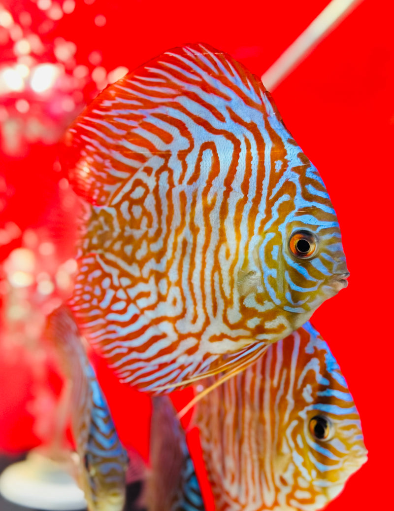 Blue Tiger Carnation Discus