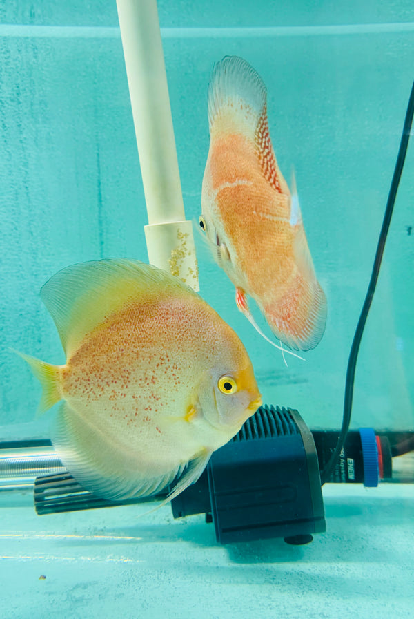Snow Leopard Discus Potential Pair