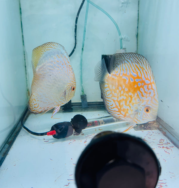 Yellow Panda X Striped Pigeon Discus Potential Pair