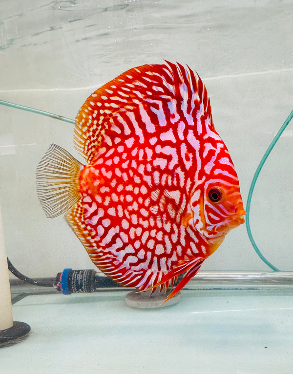 Blood Eagle Discus