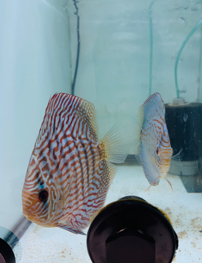 Royal Blue X Royal Flora Discus Potential Pair