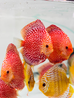 Super Red Pigeon Snakeskin Discus