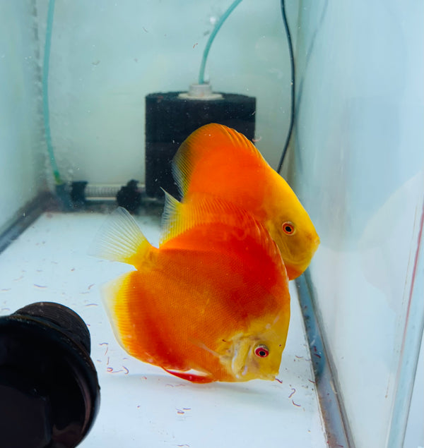Red Golden Diamond X Golden Knight Discus Potential Pair