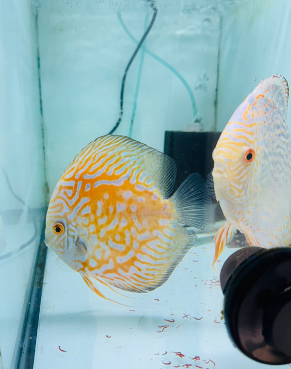 Yellow Panda X Striped Pigeon Discus Potential Pair