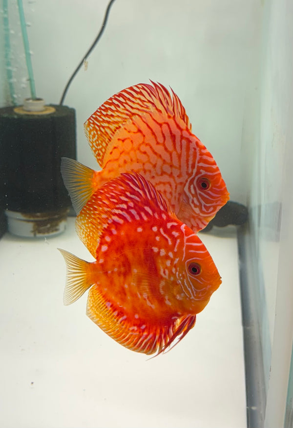 Red Rafflesia X Tiger Carnation Discus Potential Pair