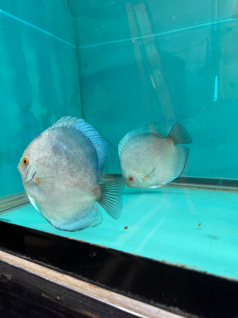 Mercury Discus Potential Pair