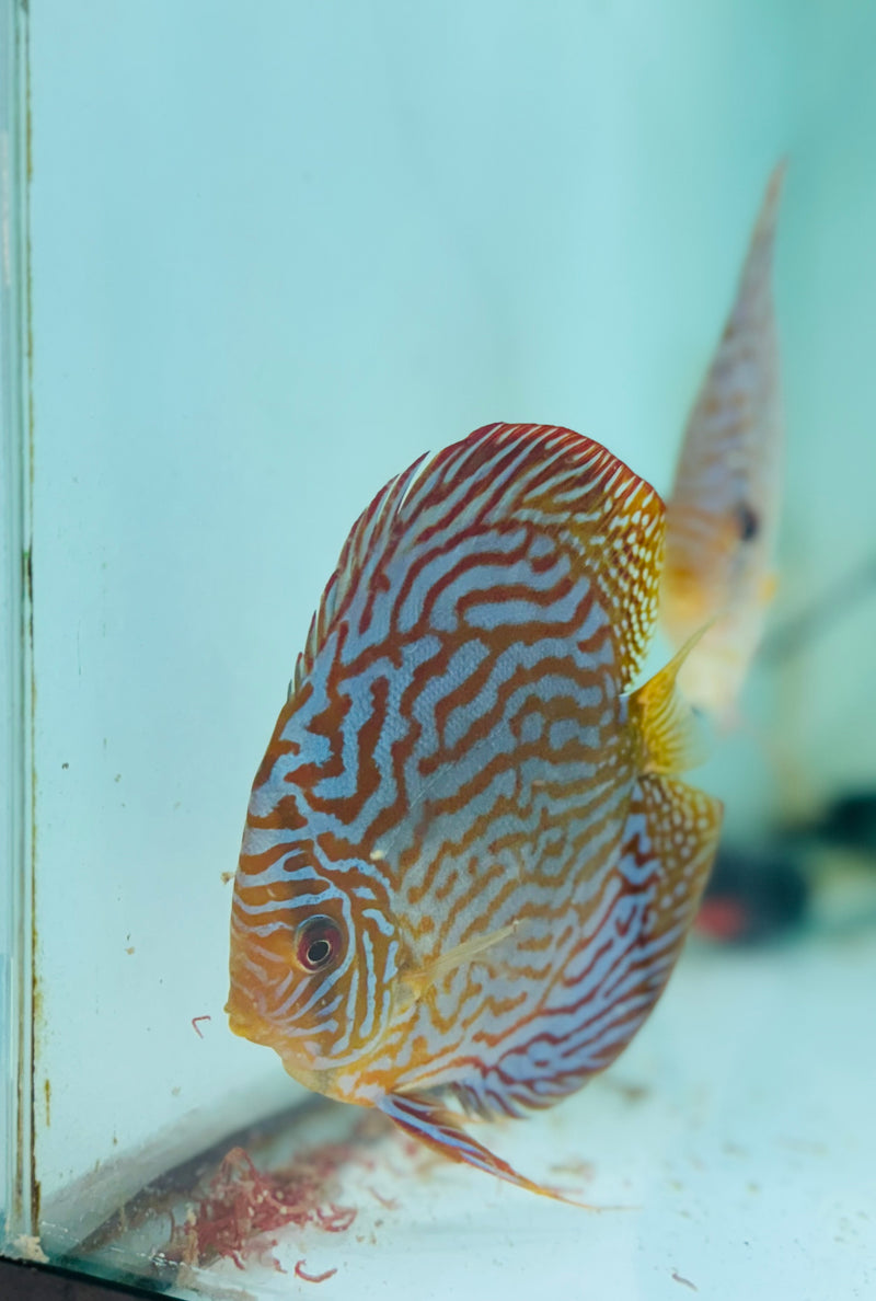 Altum Flora X Blue Tiger Discus Potential Pair