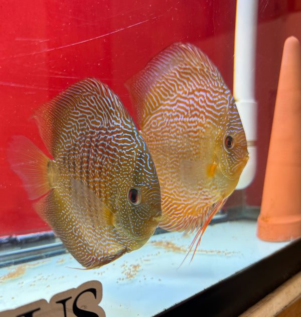 Red & Green Snakeskin Discus Potential Pair(Tony Tan/IP Discus)