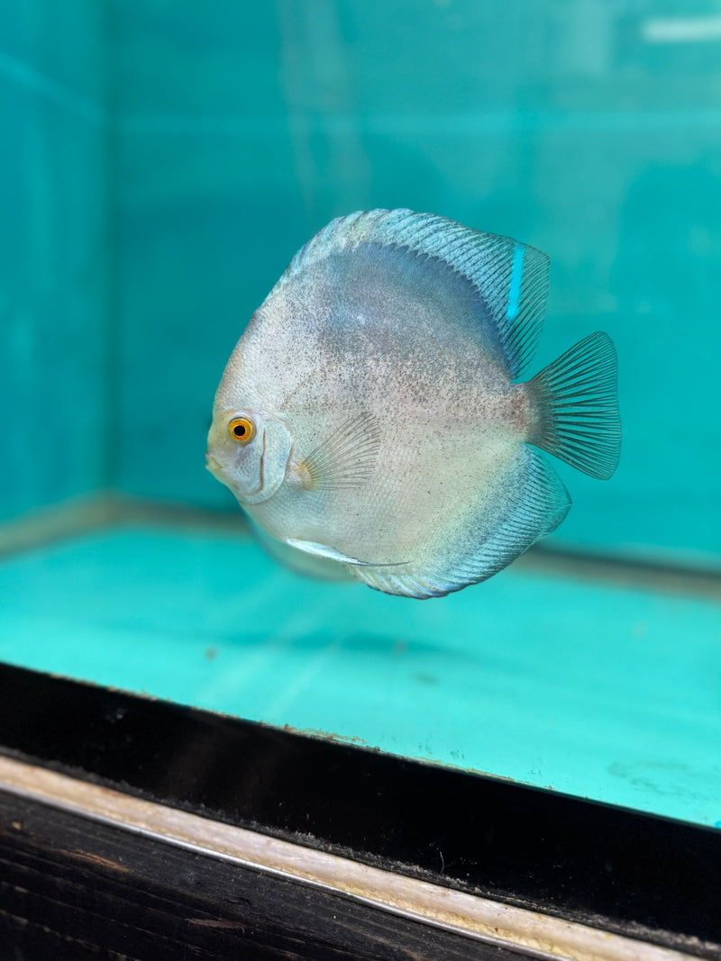 Mercury Discus Potential Pair