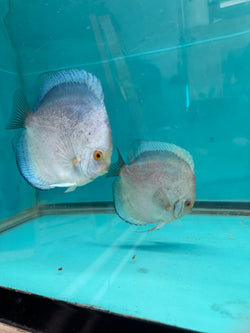 Mercury Discus Potential Pair