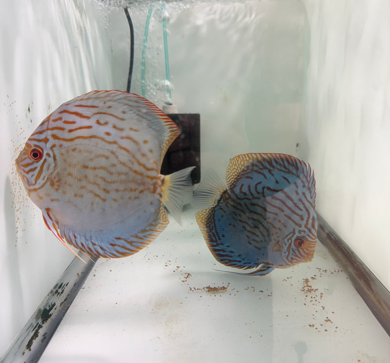 Royal Blue Discus Potential Pair