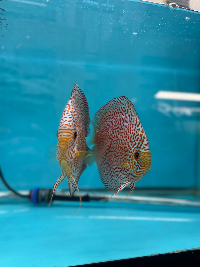 Panthera Discus Potential Pair